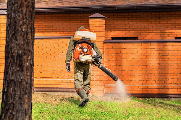 Trusted Ant Control service in Salton City, CA - Nex Pest Control